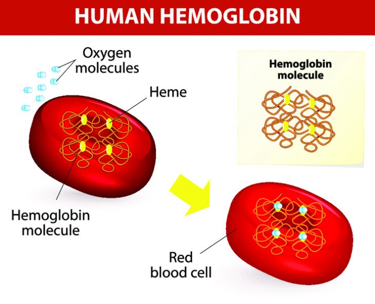 питание для повышения гемоглобина у детей