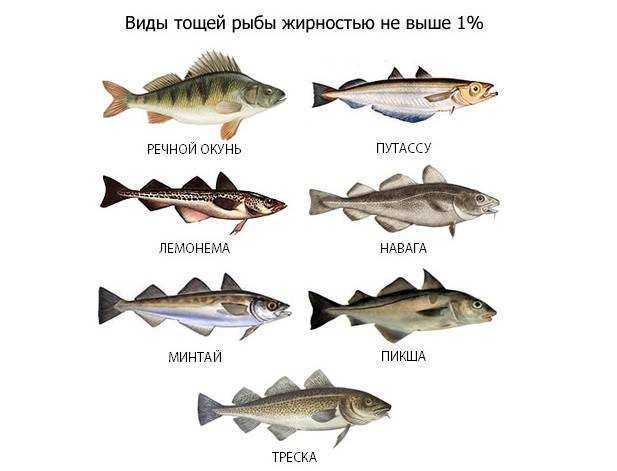 прикорм рыба для детей детское питание