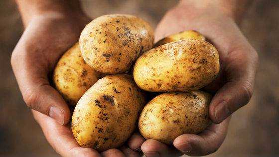 картофель в питании детей