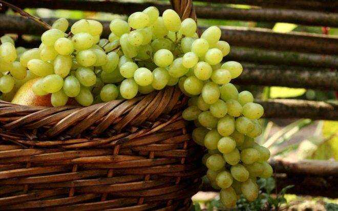 виноград в питании детей