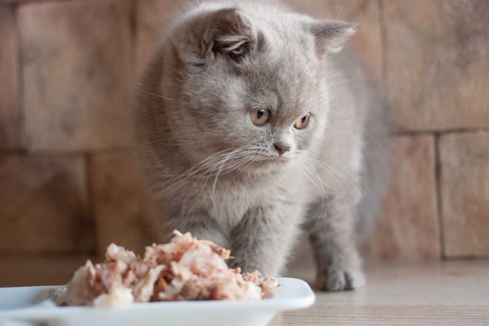 можно ли кормить котенка детским питанием для детей